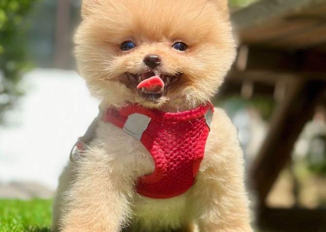 Safkan Pomeranian Boo Bebekler